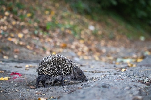 查看双方历 查看双方历