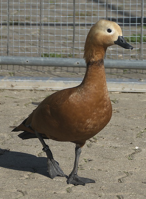 精力